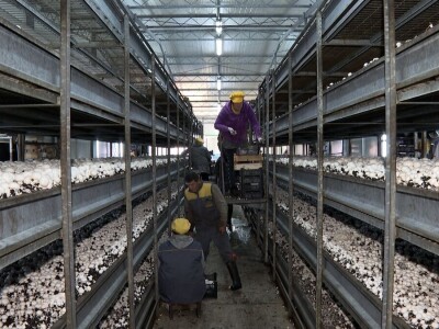 Tri generacije Tanasića proizvode gljive