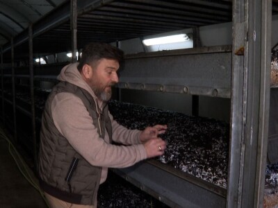 Tri generacije Tanasića proizvode gljive