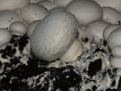 Tri generacije Tanasića proizvode gljive