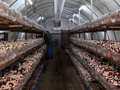 Tri generacije Tanasića proizvode gljive