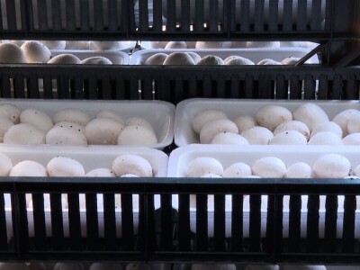 Tri generacije Tanasića proizvode gljive