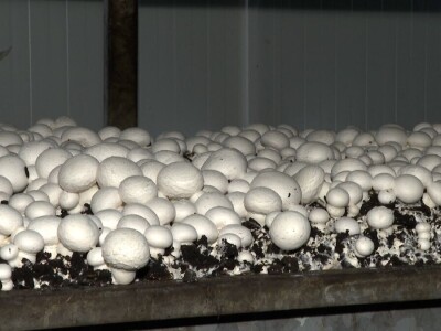 Tri generacije Tanasića proizvode gljive