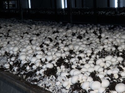 Tri generacije Tanasića proizvode gljive