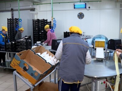 Tri generacije Tanasića proizvode gljive