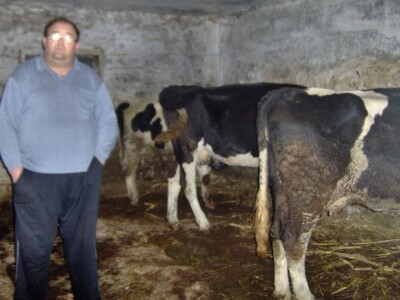 Tri krave obitelji Višak Tri krave obitelji Višak