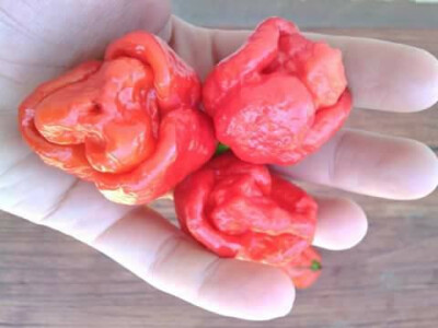 Trinidad scorpion moruga crveni