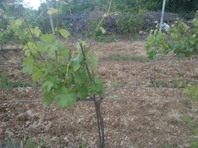 Trnjak - akarinoza na jednom kraku