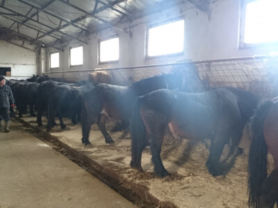 Petnaest rasplodnih grla konja Petnaest rasplodnih grla konja