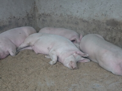 Uskoro svinjokolja Uskoro svinjokolja