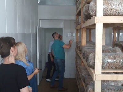 Trojac iz Tuzle pokrenuo proizvodnju gljive bukovače Trojac iz Tuzle pokrenuo proizvodnju gljive bukovače