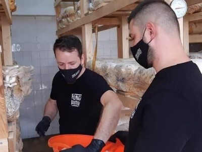 Trojac iz Tuzle pokrenuo proizvodnju gljive bukovače Trojac iz Tuzle pokrenuo proizvodnju gljive bukovače