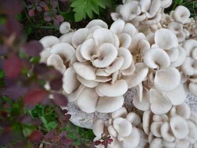 Trojac iz Tuzle pokrenuo proizvodnju gljive bukovače Trojac iz Tuzle pokrenuo proizvodnju gljive bukovače