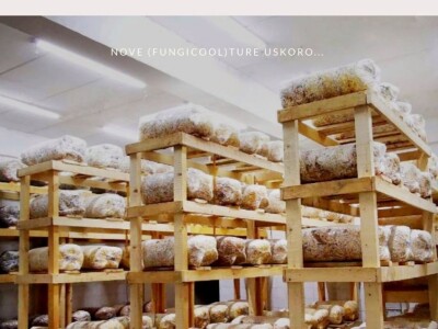 Trojac iz Tuzle pokrenuo proizvodnju gljive bukovače Trojac iz Tuzle pokrenuo proizvodnju gljive bukovače