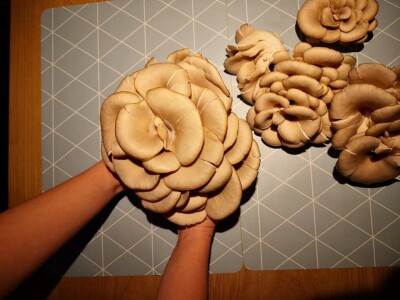 Trojac iz Tuzle pokrenuo proizvodnju gljive bukovače Trojac iz Tuzle pokrenuo proizvodnju gljive bukovače