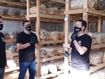 Trojac iz Tuzle pokrenuo proizvodnju gljive bukovače Trojac iz Tuzle pokrenuo proizvodnju gljive bukovače