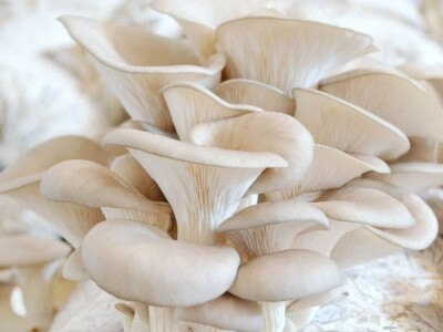 Trojac iz Tuzle pokrenuo proizvodnju gljive bukovače Trojac iz Tuzle pokrenuo proizvodnju gljive bukovače