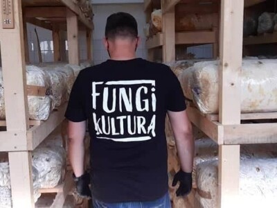 Trojac iz Tuzle pokrenuo proizvodnju gljive bukovače Trojac iz Tuzle pokrenuo proizvodnju gljive bukovače