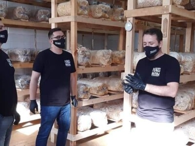 Trojac iz Tuzle pokrenuo proizvodnju gljive bukovače Trojac iz Tuzle pokrenuo proizvodnju gljive bukovače