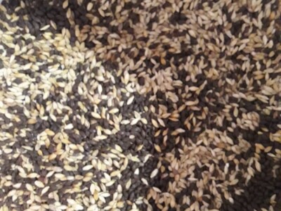 Trojansko pivo  - craft pivo s identitom iz Gabela Polja Trojansko pivo  - craft pivo s identitom iz Gabela Polja