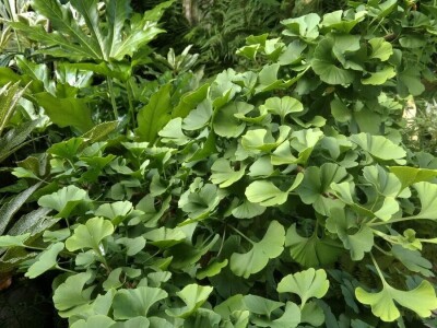 Tropski vrt podno Medvednice