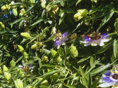 Tropski vrt podno Medvednice