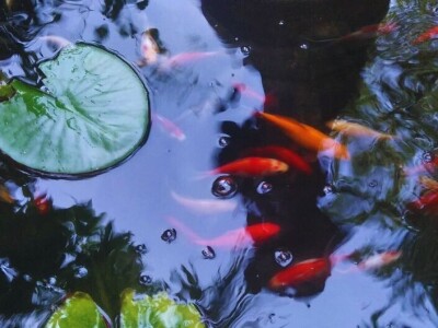 Tropski vrt podno Medvednice