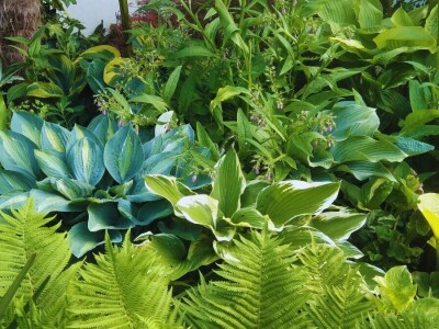 Tropski vrt podno Medvednice