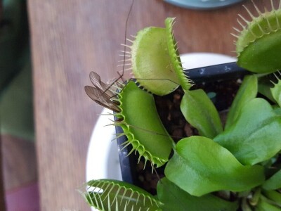 Tropski vrt podno Medvednice