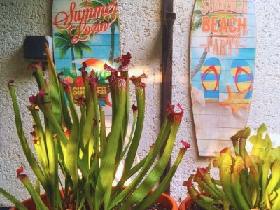 Tropski vrt podno Medvednice