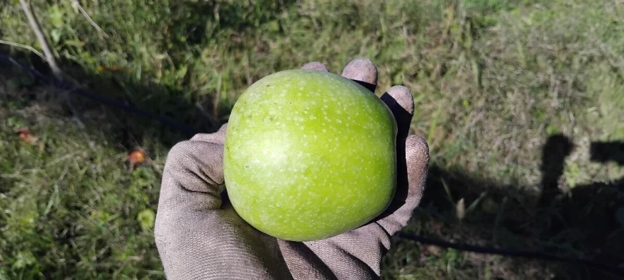 Jabuka u ruci
