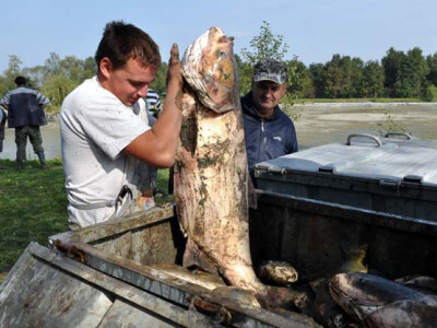 Ispuštanje ribnjaka u Jakšiću