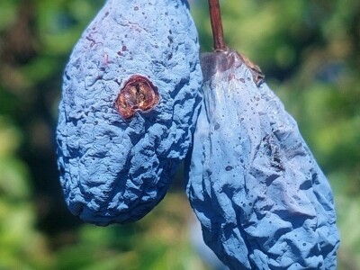 Trulež plodova šljiva