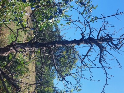 Trulež plodova šljiva