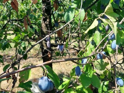 Trulež plodova šljiva