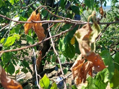 Trulež plodova šljiva