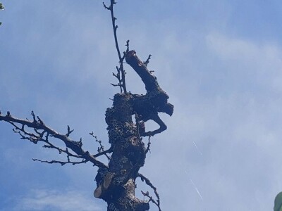 Trulež plodova šljiva