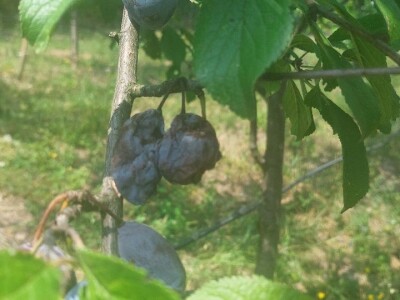 Trulež plodova šljiva