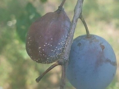 Trulež plodova šljiva