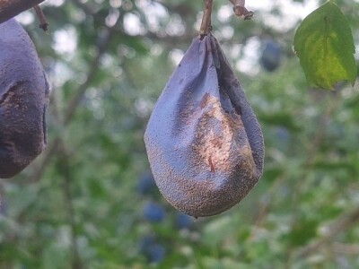 Trulež plodova šljiva