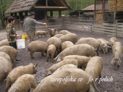 Turopoljska svinja