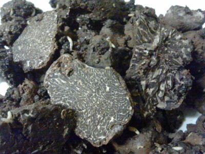 Tuber melansporum za mikorizaciju