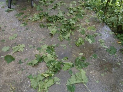 Za neke je berba grožđa završila Za neke je berba grožđa završila