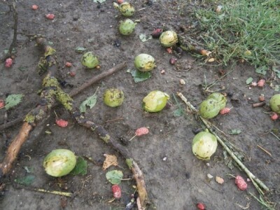 Štete u voćnjacima Štete u voćnjacima