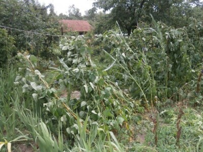 I povrtnjacima I povrtnjacima