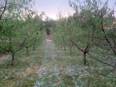 Tuča potukla nasade bajama Jerka Majića Tuča potukla nasade bajama Jerka Majića
