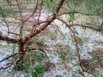 Tuča potukla nasade bajama Jerka Majića Tuča potukla nasade bajama Jerka Majića