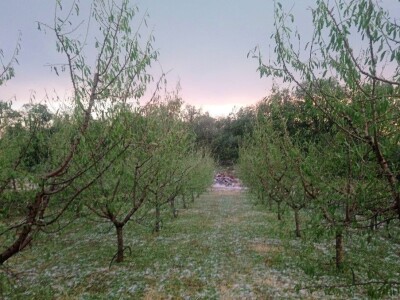 Tuča potukla nasade bajama Jerka Majića Tuča potukla nasade bajama Jerka Majića