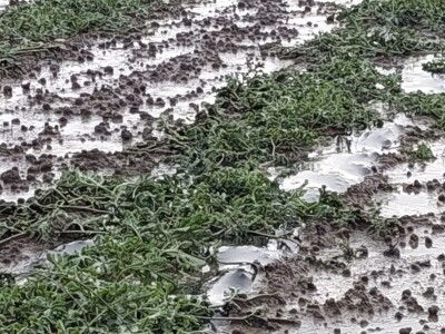 Tuča u dolini Neretve