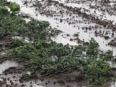 Tuča u dolini Neretve