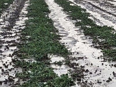 Tuča u dolini Neretve